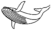 coloriage grande baleine